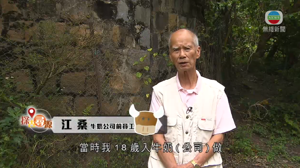 TVB News – Dairy Farm History in Pokfulam Village