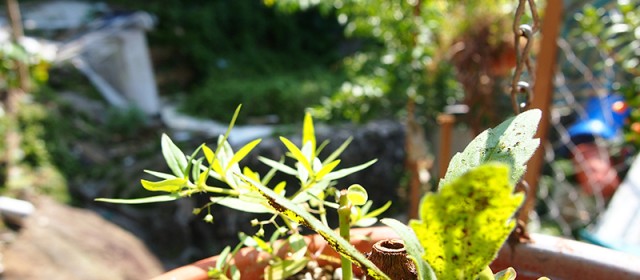 From Slum to Green Oasis